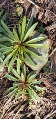 Gentianella stellata