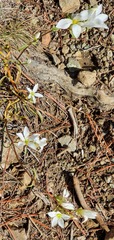 Gentianella stellata