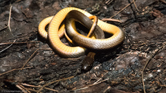 Kanalchutchan Graceful Brown Snake photo 2