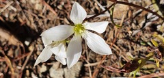 Gentianella stellata