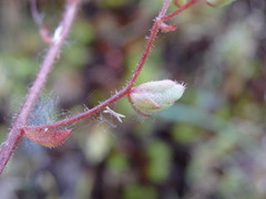 Micranthes clusii lepismigena