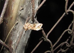 Autographa macrogamma