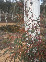 Eucalyptus mannifera