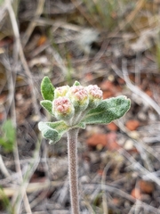 Eriogonum flavum