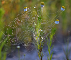 Tripleurospermum ambiguum