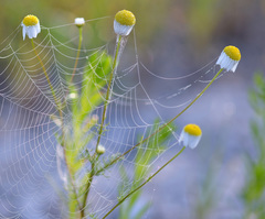 Tripleurospermum ambiguum