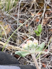 Eriogonum flavum