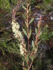 Melaleuca pallida