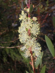 Melaleuca pallida