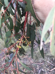 Eucalyptus rubida