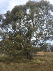Eucalyptus rubida
