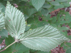 Viburnum erosum