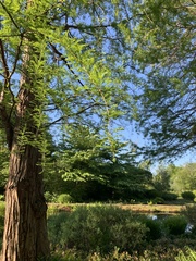 Taxodium distichum
