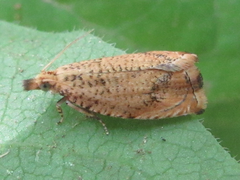 Neoanathamna nipponica