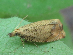 Neoanathamna nipponica