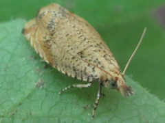 Neoanathamna nipponica