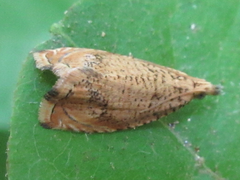 Neoanathamna nipponica