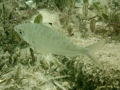 Gerres subfasciatus