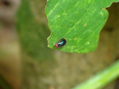 Celyphidae