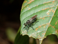 Laphriinae