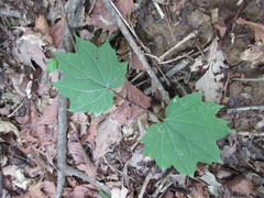 Ainsliaea acerifolia