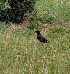 Acridotheres cristatellus