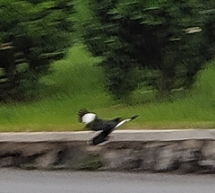 Acridotheres cristatellus