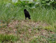 Acridotheres cristatellus