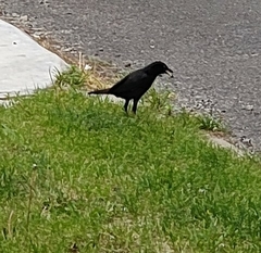 Acridotheres cristatellus