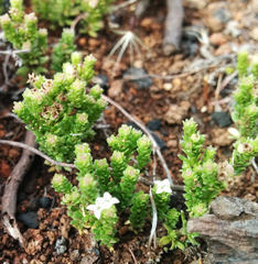 Asperula minima