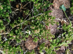 Asperula minima