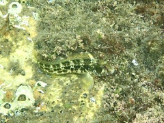 Parablennius intermedius