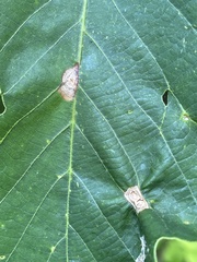 Callirhytis quercusfutilis