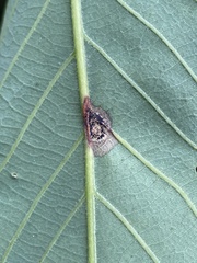 Callirhytis quercusfutilis