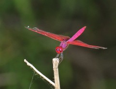 Trithemis aurora