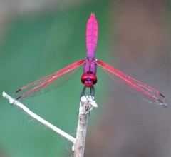 Trithemis aurora