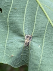 Callirhytis quercusfutilis