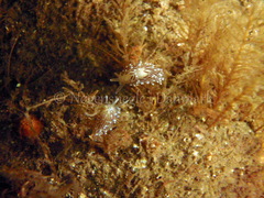 Cuthonella concinna