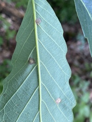 Callirhytis quercusfutilis