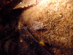Cuthonella concinna