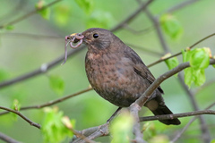 Turdus merula
