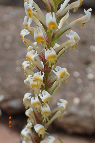 Image of Hebenstretia dura by no rights reserved