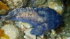 Batrachomoeus dubius