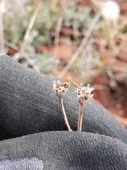 Eriogonum flavum