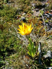 Xerochrysum subundulatum
