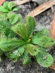 Drosera aberrans
