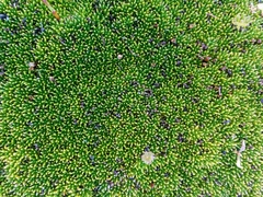 Abrotanella forsteroides