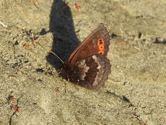 Erebia disa