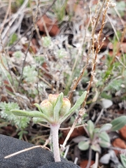 Eriogonum flavum