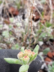 Eriogonum flavum
